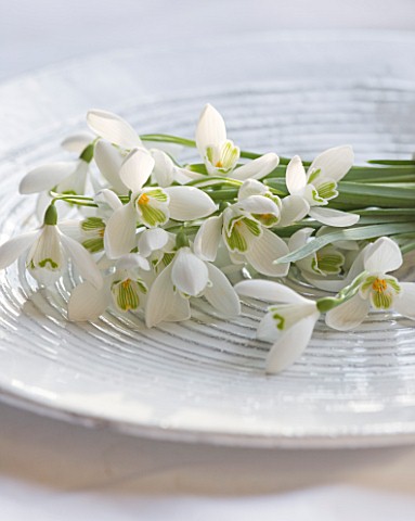 SNOWDROPS_ON_A_WHITE_PLATE__GALANTHUS_NIVALIS___STYLING_BY_JACKY_HOBBS