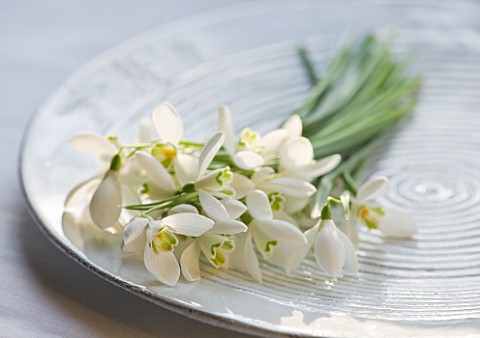 SNOWDROPS_ON_A_WHITE_PLATE__GALANTHUS_NIVALIS___STYLING_BY_JACKY_HOBBS