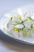 SNOWDROPS ON A WHITE PLATE - GALANTHUS NIVALIS  : STYLING BY JACKY HOBBS