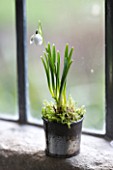 SNOWDROP IN A TIN CONTAINER WITH MOSS BY WINDOWSILL - GALANTHUS NIVALIS FLORE PLENO  : STYLING BY JACKY HOBBS