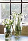 SNOWDROPS IN GLASS CONTAINERS BY WINDOWSILL  - GALANTHUS NIVALIS: STYLING BY JACKY HOBBS