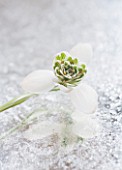 CLOSE UP OF GALANTHUS JAQUENETTA  ON FROSTED MIRROR: STYLING BY JACKY HOBBS
