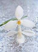 CLOSE UP OF GALANTHUS RONALD MACKENZIE  ON FROSTED MIRROR: STYLING BY JACKY HOBBS