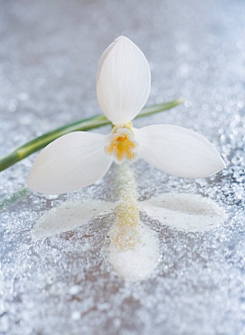 CLOSE_UP_OF_GALANTHUS_RONALD_MACKENZIE__ON_FROSTED_MIRROR_STYLING_BY_JACKY_HOBBS
