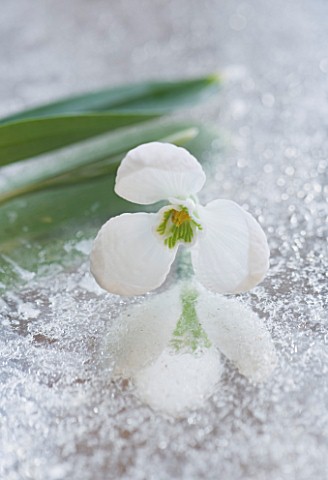 CLOSE_UP_OF_GALANTHUS_GODFREY_OWEN__ON_FROSTED_MIRROR_STYLING_BY_JACKY_HOBBS
