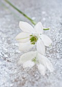 CLOSE UP OF GALANTHUS GODFREY OWEN  ON FROSTED MIRROR: STYLING BY JACKY HOBBS