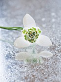 CLOSE UP OF GALANTHUS JAQUENETTA  ON FROSTED MIRROR: STYLING BY JACKY HOBBS