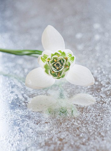 CLOSE_UP_OF_GALANTHUS_JAQUENETTA__ON_FROSTED_MIRROR_STYLING_BY_JACKY_HOBBS