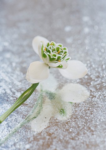 CLOSE_UP_OF_GALANTHUS_JAQUENETTA__ON_FROSTED_MIRROR_STYLING_BY_JACKY_HOBBS