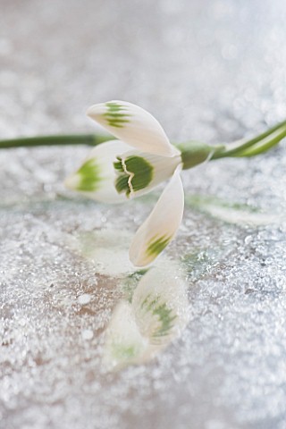 CLOSE_UP_OF_GALANTHUS_GREENFINCH__ON_FROSTED_MIRROR_STYLING_BY_JACKY_HOBBS