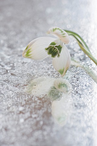 CLOSE_UP_OF_GALANTHUS_GREENFINCH__ON_FROSTED_MIRROR_STYLING_BY_JACKY_HOBBS