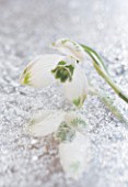 CLOSE UP OF GALANTHUS GREENFINCH  ON FROSTED MIRROR: STYLING BY JACKY HOBBS