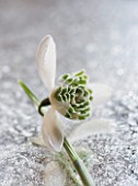 CLOSE UP OF GALANTHUS LADY FAIRHAVEN  ON FROSTED MIRROR: STYLING BY JACKY HOBBS