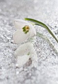 CLOSE UP OF GALANTHUS ALLENII  ON FROSTED MIRROR: STYLING BY JACKY HOBBS