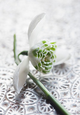 CLOSE_UP_OF_GALANTHUS_LADY_FAIRHAVEN__ON_FROSTED_MIRROR_STYLING_BY_JACKY_HOBBS
