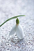 CLOSE UP OF GALANTHUS ALLENII  ON RUSTY METAL SURFACE: STYLING BY JACKY HOBBS