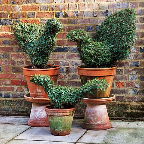 IVY_TOPIARY_BIRDS_IN_CONTAINERS_CHENIES_MANOR__BUCKS