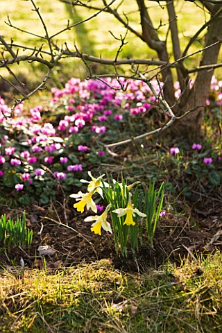 HODSOCK_PRIORY__NOTTINGHAMSHIRE_NARCISSI_AND_CYCLAMEN_COUM_BENEATH_TREES_SHADE