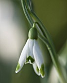 HODSOCK PRIORY  NOTTINGHAMSHIRE: CLOSE UP OF THE WHITE FLOWERS OF THE SNOWDROP - GALANTHUS GREEN TIP