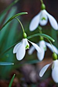 HODSOCK PRIORY  NOTTINGHAMSHIRE: CLOSE UP OF THE WHITE FLOWERS OF THE SNOWDROP - GALANTHUS MAGNET