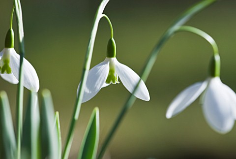 HODSOCK_PRIORY__NOTTINGHAMSHIRE_BCLOSE_UP_OF_THE_WHITE_FLOWERS_OF_SNOWDROPS__GALANTHUS_JOHN_GRAY