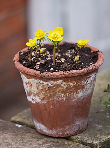 HODSOCK_PRIORY__NOTTINGHAMSHIRE_YELLOW_ACONITES_IN_A_TERRACOTTA_CONTAINER_BESIDE_THE_GREENHOUSE