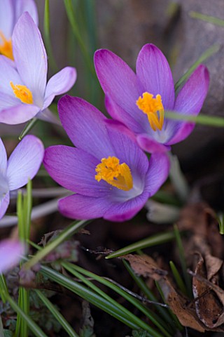 HODSOCK_PRIORY__NOTTINGHAMSHIRE_CLOSE_UP_OF_THE_FLOWERS_OF_CROCUS_TOMASINIANUS