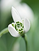 CLOSE UP OF FLOWER OF SNOWDROP - GALANTHUS BALLERINA . GALANTHUS GROWN BY RONALD MACKENZIE. BULB  WINTER