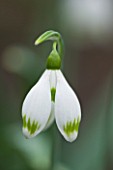CLOSE UP OF FLOWER OF SNOWDROP - GALANTHUS GREENFINCH . GALANTHUS GROWN BY RONALD MACKENZIE. BULB  WINTER