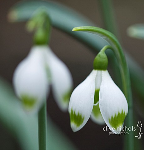 CLOSE_UP_OF_FLOWER_OF_SNOWDROP__GALANTHUS_GREENFINCH__GALANTHUS_GROWN_BY_RONALD_MACKENZIE_BULB__WINT