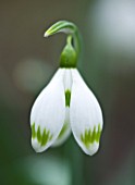 CLOSE UP OF FLOWER OF SNOWDROP - GALANTHUS GREENFINCH . GALANTHUS GROWN BY RONALD MACKENZIE. BULB  WINTER