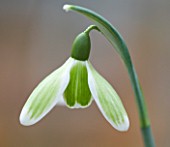 CLOSE UP OF FLOWER OF SNOWDROP - GALANTHUS GREEN TEAR . GALANTHUS GROWN BY RONALD MACKENZIE. BULB  WINTER