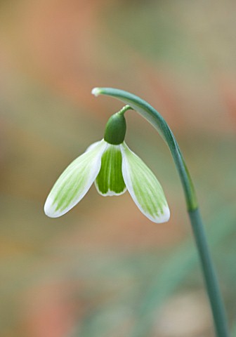 CLOSE_UP_OF_FLOWER_OF_SNOWDROP__GALANTHUS_GREEN_TEAR__GALANTHUS_GROWN_BY_RONALD_MACKENZIE_BULB__WINT