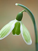 CLOSE UP OF FLOWER OF SNOWDROP - GALANTHUS GREEN TEAR . GALANTHUS GROWN BY RONALD MACKENZIE. BULB  WINTER