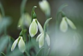 CLOSE UP OF FLOWER OF SNOWDROP - GALANTHUS MARGARET BIDDULPH . GALANTHUS GROWN BY RONALD MACKENZIE. BULB  WINTER