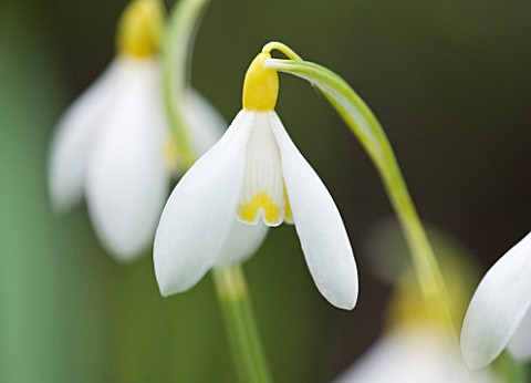 CLOSE_UP_OF_FLOWER_OF_SNOWDROP__GALANTHUS_RAY_COBB_GALANTHUS_GROWN_BY_RONALD_MACKENZIE_BULB__WINTER