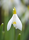 CLOSE UP OF FLOWER OF SNOWDROP - GALANTHUS RAY COBB. GALANTHUS GROWN BY RONALD MACKENZIE. BULB  WINTER