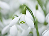 CLOSE UP OF FLOWER OF SNOWDROP - GALANTHUS GINNS IMPERATI. GALANTHUS GROWN BY RONALD MACKENZIE. BULB  WINTER