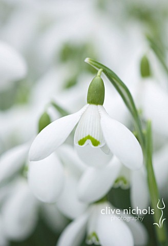CLOSE_UP_OF_FLOWER_OF_SNOWDROP__GALANTHUS_GINNS_IMPERATI_GALANTHUS_GROWN_BY_RONALD_MACKENZIE_BULB__W