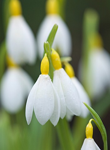 CLOSE_UP_OF_FLOWER_OF_SNOWDROP__GALANTHUS_BILL_CLARKE__GALANTHUS_GROWN_BY_RONALD_MACKENZIE_BULB__WIN