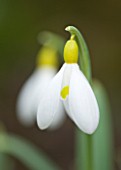 CLOSE UP OF FLOWER OF SNOWDROP - GALANTHUS MARMIN. GALANTHUS GROWN BY RONALD MACKENZIE. BULB  WINTER