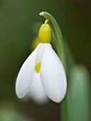 CLOSE UP OF FLOWER OF SNOWDROP - GALANTHUS MARMIN . GALANTHUS GROWN BY RONALD MACKENZIE. BULB  WINTER