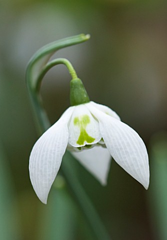 CLOSE_UP_OF_FLOWER_OF_SNOWDROP__GALANTHUS_RICHARD_AYRES__GALANTHUS_GROWN_BY_RONALD_MACKENZIE_BULB__W