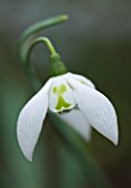 CLOSE UP OF FLOWER OF SNOWDROP - GALANTHUS RICHARD AYRES . GALANTHUS GROWN BY RONALD MACKENZIE. BULB  WINTER