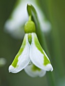 CLOSE UP OF FLOWER OF SNOWDROP - GALANTHUS SOUTH HAYES . GALANTHUS GROWN BY RONALD MACKENZIE. BULB  WINTER