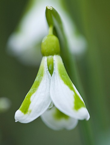 CLOSE_UP_OF_FLOWER_OF_SNOWDROP__GALANTHUS_SOUTH_HAYES__GALANTHUS_GROWN_BY_RONALD_MACKENZIE_BULB__WIN