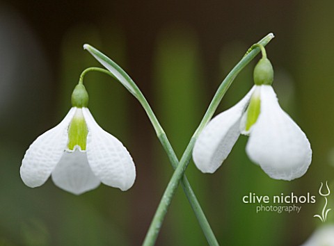 CLOSE_UP_OF_FLOWER_OF_SNOWDROP__GALANTHUS_PLICATUS_DIGGORY__GALANTHUS_GROWN_BY_RONALD_MACKENZIE_BULB