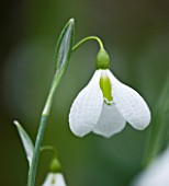 CLOSE UP OF FLOWER OF SNOWDROP - GALANTHUS PLICATUS DIGGORY . GALANTHUS GROWN BY RONALD MACKENZIE. BULB  WINTER