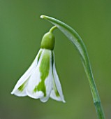 CLOSE UP OF FLOWER OF SNOWDROP - GALANTHUS SOUTH HAYES. GALANTHUS GROWN BY RONALD MACKENZIE. BULB  WINTER