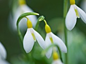 CLOSE UP OF FLOWER OF SNOWDROP - GALANTHUS WENDYS GOLD . GALANTHUS GROWN BY RONALD MACKENZIE. BULB  WINTER